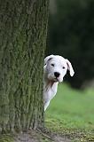 DOGUE ARGENTIN 268